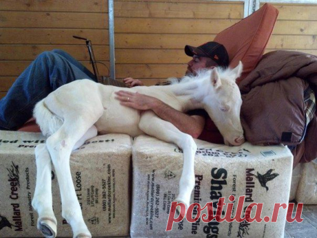 ♥ БРАТЬЯ НАШИ МЕНЬШИЕ ♥ | ВКонтакте