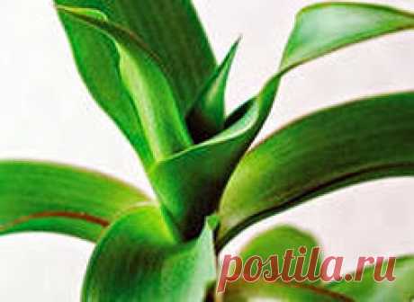 Помощь золотого уса