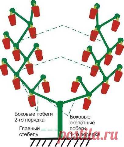 Как формировать болгарский перец
