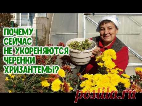 Почему не укореняются осенью черенки хризантемы? Чего им надо?