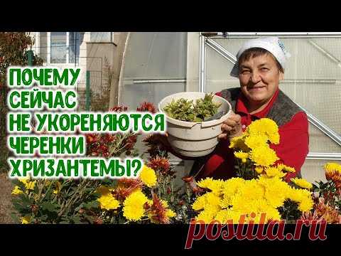 Почему не укореняются осенью черенки хризантемы? Чего им надо?