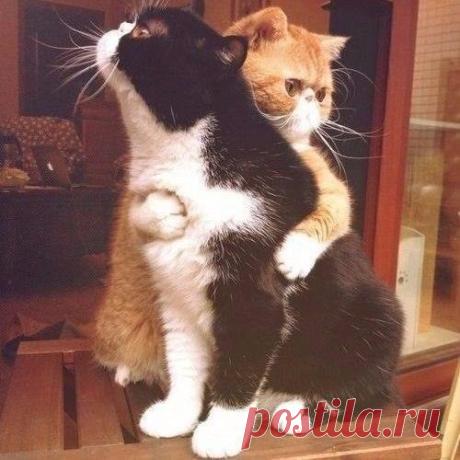 Я тебя никому не отдам… Сама буду мучить!