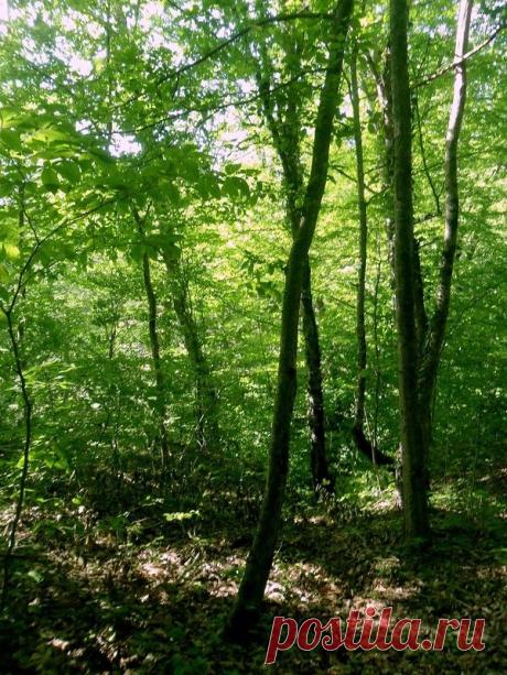 Эхо лесного похода - 15 Сентября 2015 - Персональный сайт