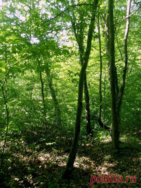 Эхо лесного похода - 15 Сентября 2015 - Персональный сайт