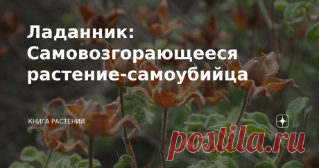 Ладанник: Самовозгорающееся растение-самоубийца В народе гуляет фраза, что «чем больше самоубийц, тем меньше самоубийц», но это явно не про нашего сегодняшнего виновника обсуждений. С вами #КнигаРастений, а говорить мы будем о неопалимом, бурерождённом, разрушителе око…стоп, стоп, не то. Говорить мы будем о Ла́даннике неопалимом - растении, способном самовозгораться. Ладанник (греч. Cistus) - род вечнозелёных многолетников, произрастающих на территории Средиземноморья и в ...