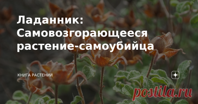 Ладанник: Самовозгорающееся растение-самоубийца В народе гуляет фраза, что «чем больше самоубийц, тем меньше самоубийц», но это явно не про нашего сегодняшнего виновника обсуждений. С вами #КнигаРастений, а говорить мы будем о неопалимом, бурерождённом, разрушителе око…стоп, стоп, не то. Говорить мы будем о Ла́даннике неопалимом - растении, способном самовозгораться. Ладанник (греч. Cistus) - род вечнозелёных многолетников, произрастающих на территории Средиземноморья и в ...