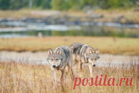 National Geographic ставит свет на загадочные морские волки Британской Колумбии | Globalnews.ca
