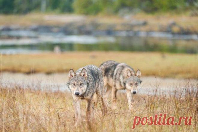 National Geographic ставит свет на загадочные морские волки Британской Колумбии | Globalnews.ca