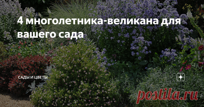 4 многолетника-великана для вашего сада Из всех гигантских многолетников я особо выделяю те, из которых можно создать надежную зеленую стену, которая может стать и сезонной летней живой изгородью, и прекрасным фоном для цветника. 1. Крепкие полые стебли горца изменчивого (Polygonum polymorphum) устойчивы и к ливням, и к ветру, и необильным снегопадам. Совершенно не агрессивный по отношению к соседям, неприхотливый и обладающий длительным цветением с июня до августа, горец ...