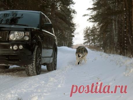 Так ты волк? – Сказки рассказы , пользователь Добрый Волк Волкович | Группы Мой Мир