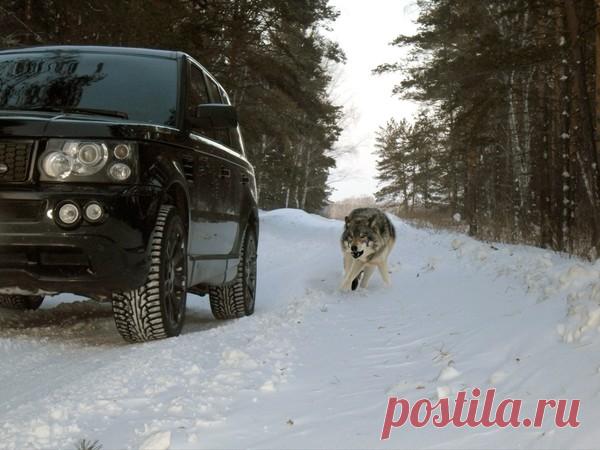 Так ты волк? – Сказки рассказы , пользователь Добрый Волк Волкович | Группы Мой Мир