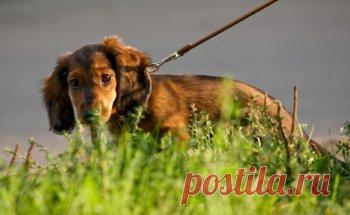 Подробное руководство, как приучить собаку ходить в туалет на улицу