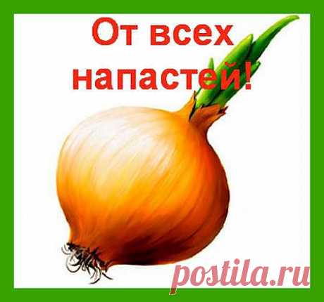цитата vala-1945 : Как лечиться луком!!! Лук от семи недуг!!! (16:42 22-11-2013) [5346331/300585615] - tatjana.lemesh@mail.ru - Почта Mail.Ru