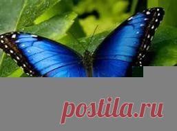 тропические бабочки: 26 тыс изображений найдено в Яндекс.Картинках