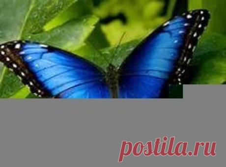 тропические бабочки: 26 тыс изображений найдено в Яндекс.Картинках