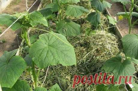 Огурцы в траншеях - двойной урожай 
 
Существует эффективный метод выращивания раннего урожая огурцов - в среднем по 20-25 шт. с каждого куста. Урожай при использовании этого метода в несколько раз выше обычного. 
Для этого сухие семена огурцов высевают в ящики, на дно насыпают песка - для фильтрации, сверху добавляют почвосмесь (50% огородной земли и 50% перегноя). 
Наполнять ящички следует до половины их высоты на 3-4 см. Семена высаживают на глубину 1-2 см через 3-4 см....