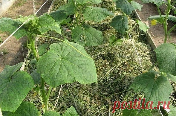 Огурцы в траншеях - двойной урожай 
 
Существует эффективный метод выращивания раннего урожая огурцов - в среднем по 20-25 шт. с каждого куста. Урожай при использовании этого метода в несколько раз выше обычного. 
Для этого сухие семена огурцов высевают в ящики, на дно насыпают песка - для фильтрации, сверху добавляют почвосмесь (50% огородной земли и 50% перегноя). 
Наполнять ящички следует до половины их высоты на 3-4 см. Семена высаживают на глубину 1-2 см через 3-4 см....