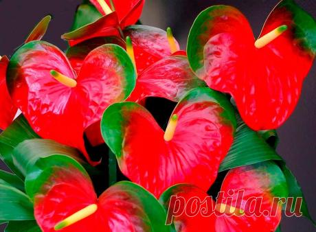 Антуриум (цветок "Мужское счастье"): уход в домашних условиях Уход за цветком "Мужское счастье" в домашних условиях. Как ухаживать за антуриумом, чтобы он цвел. Правила выращивания: посадка, пересадка, полив, внешние условия и т.д.