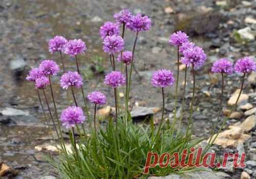 Посадка армерии в открытый грунт и уход за растением