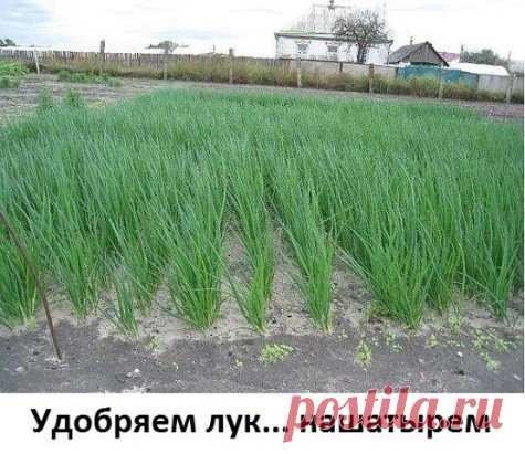 Удобряем лук... нашатырем.
Заметили, что у лука побледнели и приобрели желтоватый оттенок перышки? Это он сигналит вам, что голодает из-за нехватки азота. Помогите ему, подкормив раствором нашатырного спирта.
Разбавьте в 10-литровом ведре воды 3 ст. ложки нашатыря и вечером пролейте грядки с лучком (под корешок). Такой ядреный раствор не только подкормит, но и отпугнет луковую муху.
Природные подсказки.
- Появились серёжки на клёнах — можно сеять свеклу.
- Зацвела осина — сеем морковь.
- В м