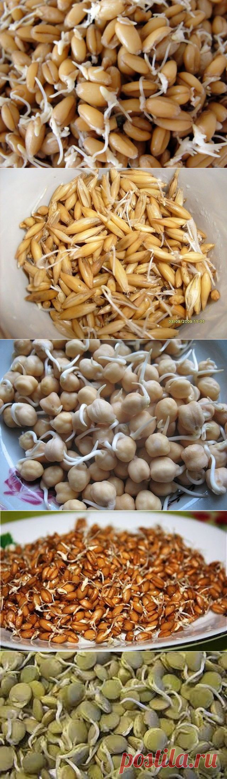 Пророщенное зерно