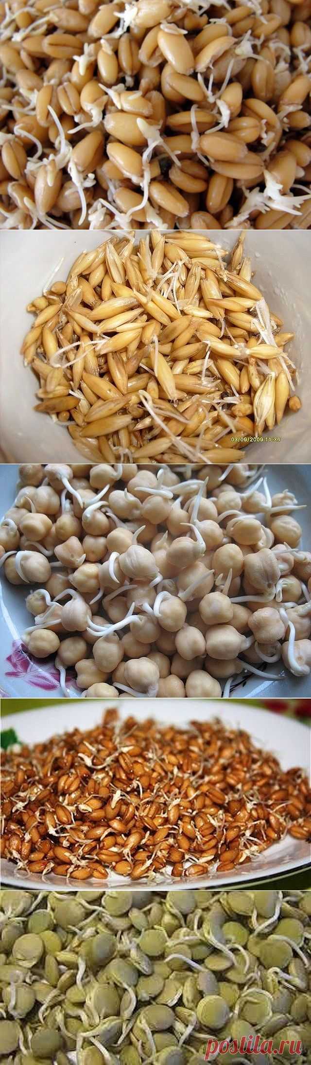 Пророщенное зерно