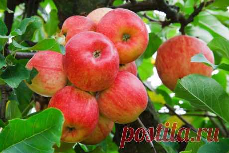 Всегда с яблоками. Как добивались ежегодного плодоношения 100 лет назад