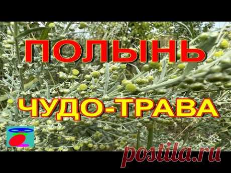 Полынь. Полынь горькая. Свойства полыни, применение.