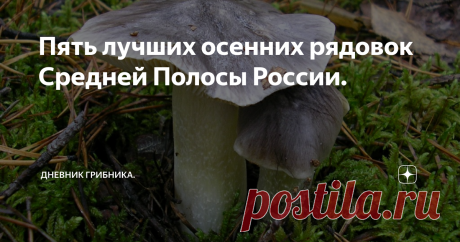 Пять лучших осенних рядовок Средней Полосы России. ...Конечно ждем осенних, например белых грибов, но у грибников всегда есть вариант "Б". Это рядовки.
Их довольно много видов, но есть несколько из них, особенно популярных. Все рядовки - грибы условно-съедобные, т.е. требуют предварительного отваривания. Так же в них