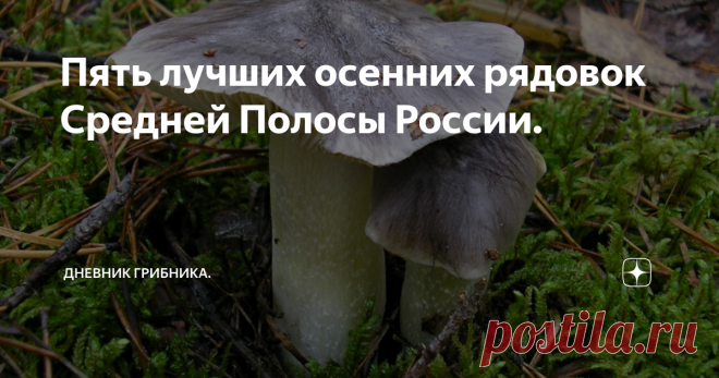 Пять лучших осенних рядовок Средней Полосы России. ...Конечно ждем осенних, например белых грибов, но у грибников всегда есть вариант 