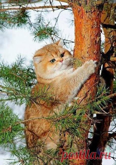 все выше и выше