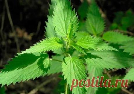 Майская крапива самая полезная! Не упустите время  Про полезные свойства крапивы можно говорить бесконечно. Растение с ярко-зелеными жгучими листочками можно встретить в лесу, около рек, но особенно неравнодушна она к местам жительства людей – деревн…