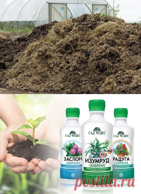 Какое удобрение выбрать для цветения фиалок