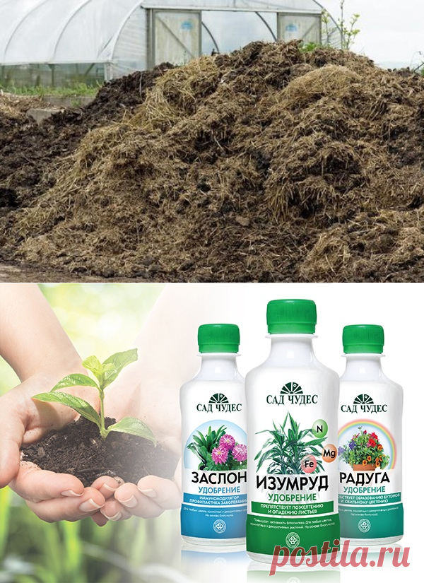 Какое удобрение выбрать для цветения фиалок