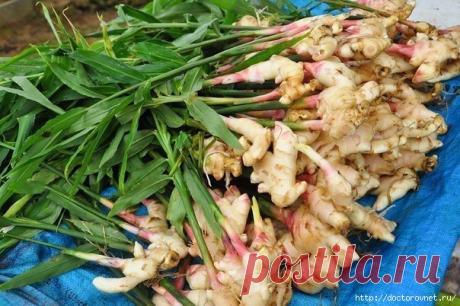 КАК ВЫРАСТИТЬ ИМБИРЬ ДОМА🍃