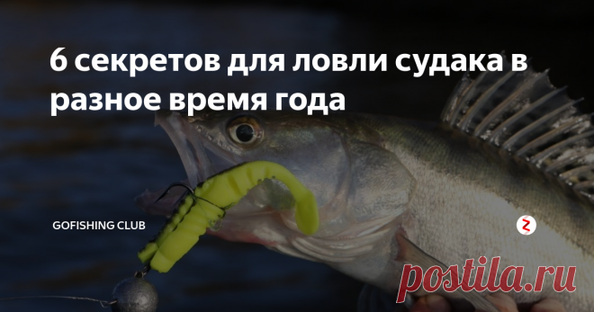 6 секретов для ловли судака в разное время года Судак – это один из популярных хищников, ловля которого весьма интересна для рыбаков. Эту рыбу можно ловить на протяжении всего года. Чтобы добыть желанный трофей, необходимо знать несколько секретов.
Судак – это хищник, который подстерегает свою добычу на дне. Это стайная рыба, которая предпочитает коряжники, неравномерное твердое дно. Рыба обитает в прозрачной воде рек, озер и глубоких карьеров.