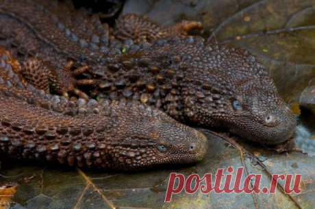 15 фото редких животных, доказывающих, что природе ещё есть, чем нас удивить