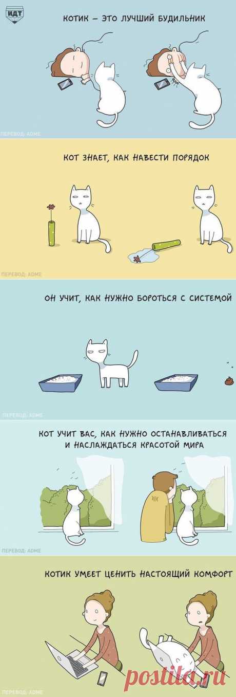 10 преимуществ жизни с котэйкой! |