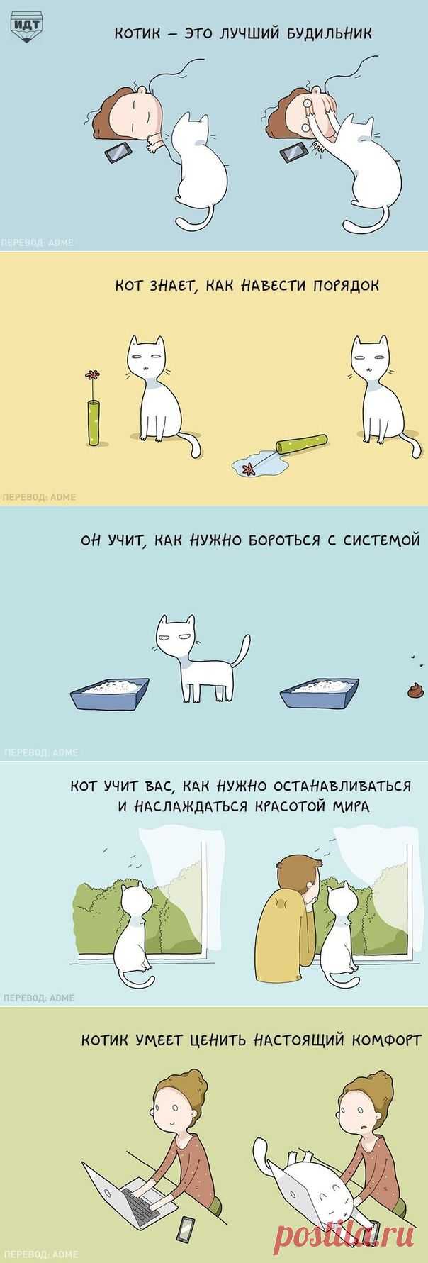 10 преимуществ жизни с котэйкой! |