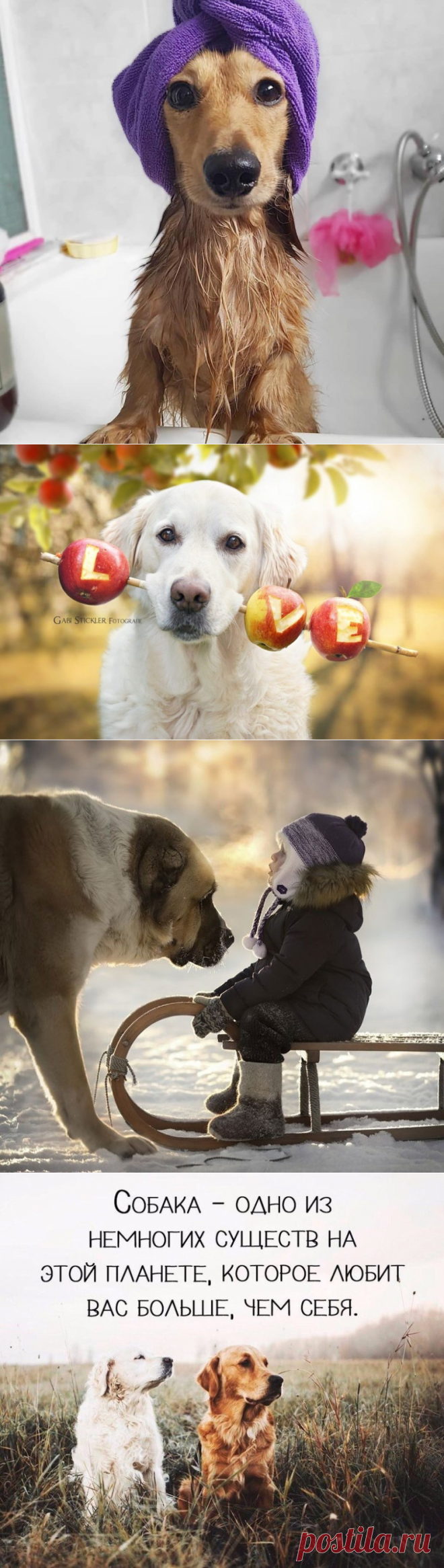 Лапа моя, лапа... собачий пост))