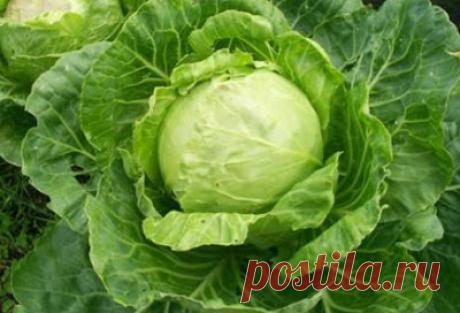Капустный лист от кашля