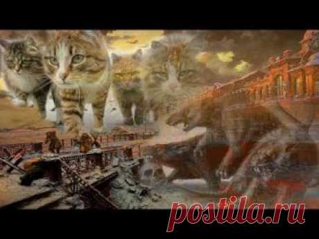 "Коты блокадного Ленинграда"- Вот кто спасал людей в голодные годы...