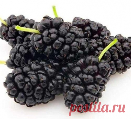 Полезные свойства шелковицы