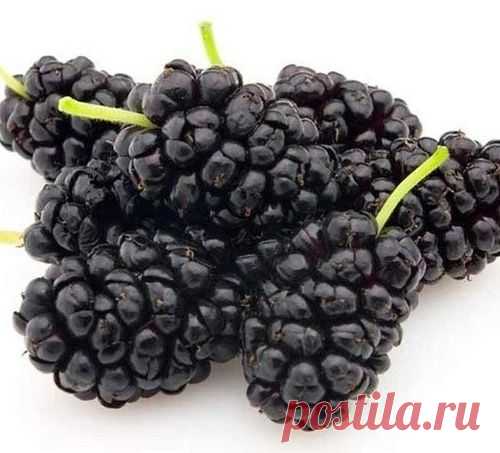 Полезные свойства шелковицы