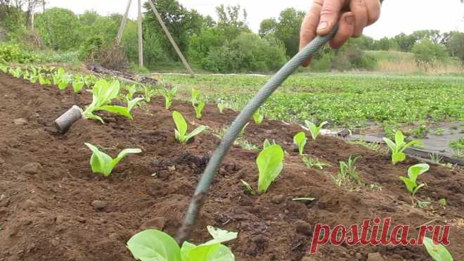 Высадка рассады табака в открытый грунт: сроки