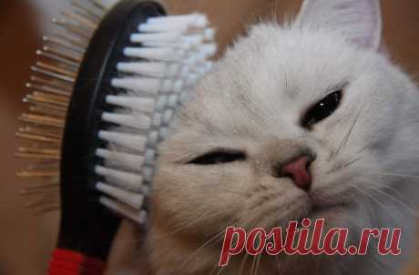 Советы перед покупкой домашнего питомца