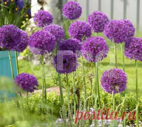 Лук декоративный Purple Sensation Лук декоративный Purple Sensation. Цена: 265 руб. Многолетние цветы