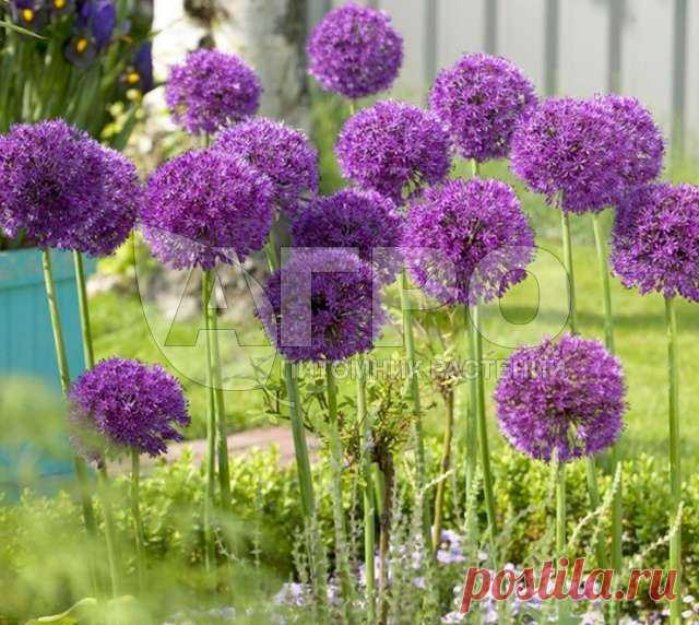 Лук декоративный Purple Sensation Лук декоративный Purple Sensation. Цена: 265 руб. Многолетние цветы