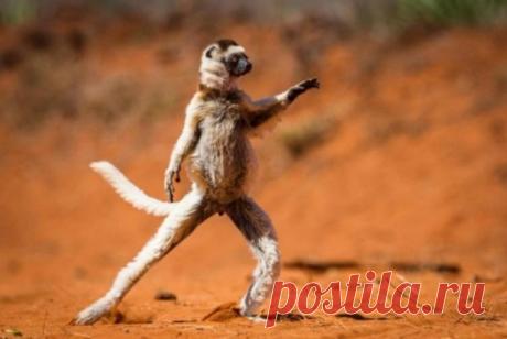Жизнь лемуров в картинках