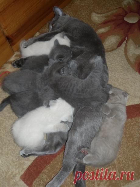 Такие заботливые мамы: Фотографии животных, которые немного устали от своих детёнышей